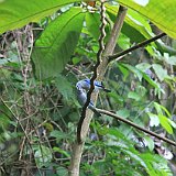 Costa Rica20150404-1538-0977